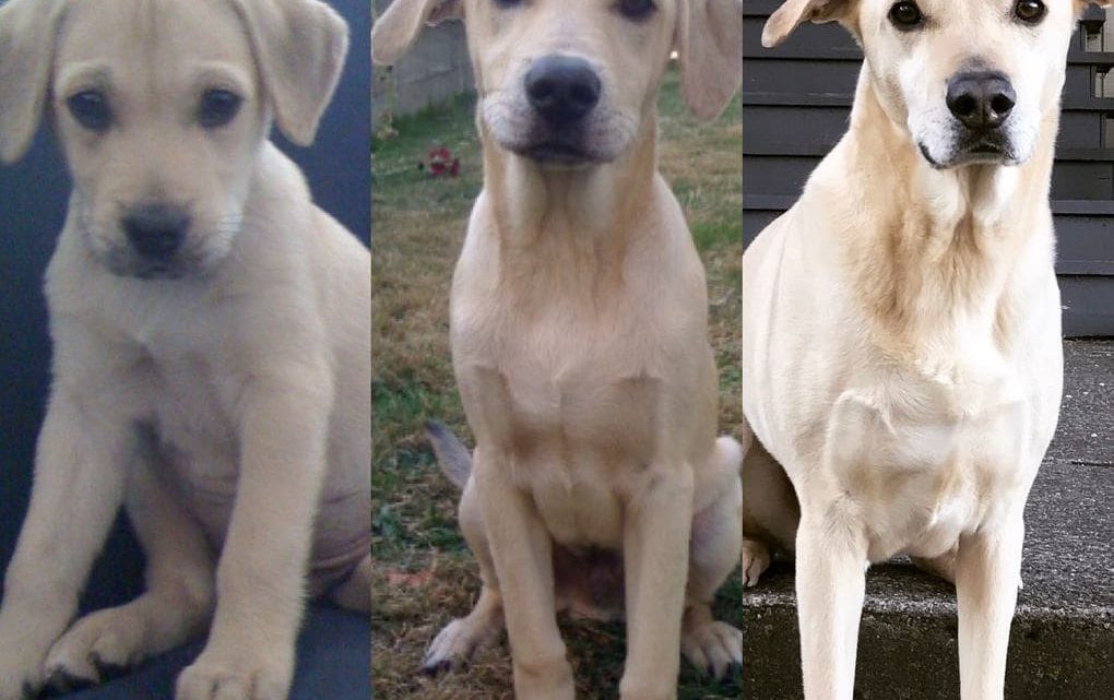 20 фото собак, где показано их взросление.