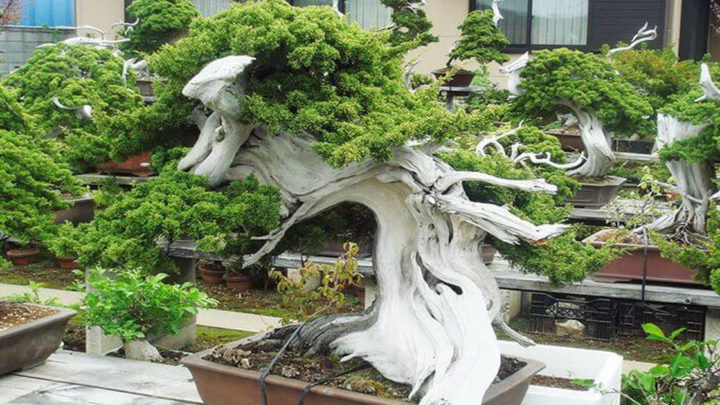 30+ самых красивых деревьев бонсай в мире