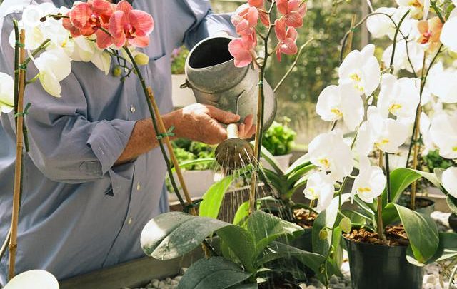 9 правил чтобы твоя орхидея цвела круглый год