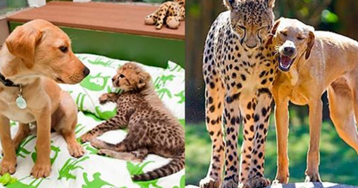 животные растут всю жизнь. разные животные. животные тогда и сейчас фото. люди которые росли у животных. щенок и ежик.