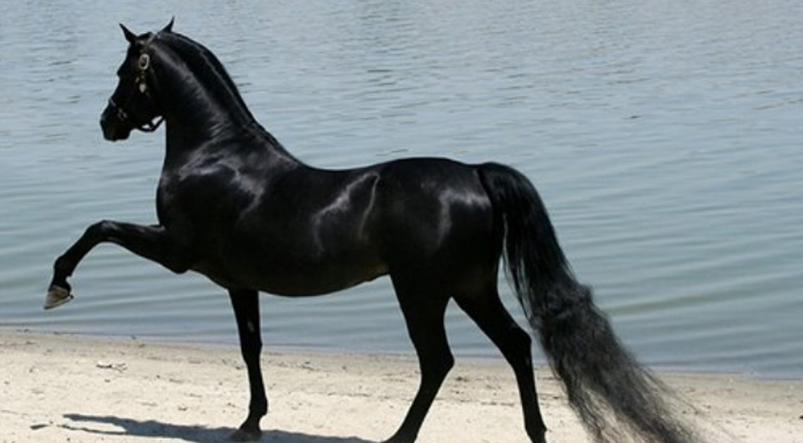 От красоты и величия этих лошадей захватывает дух.