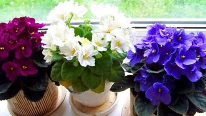 Три простых трюка для здоровья и красоты комнатных растений.