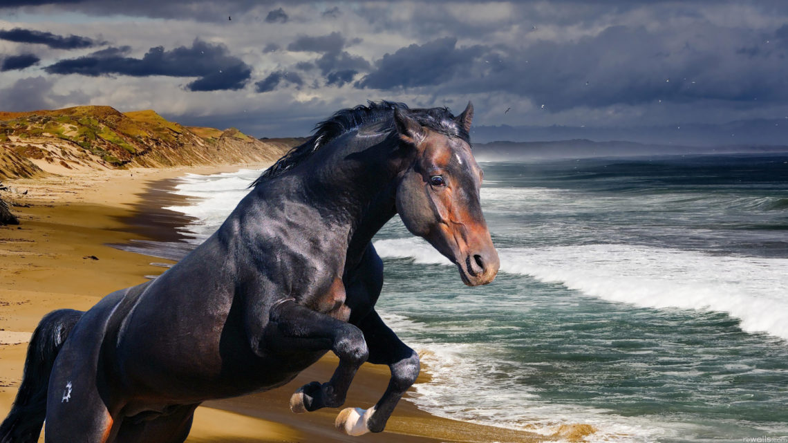 Топ 10 самых красивых лошадей на планете