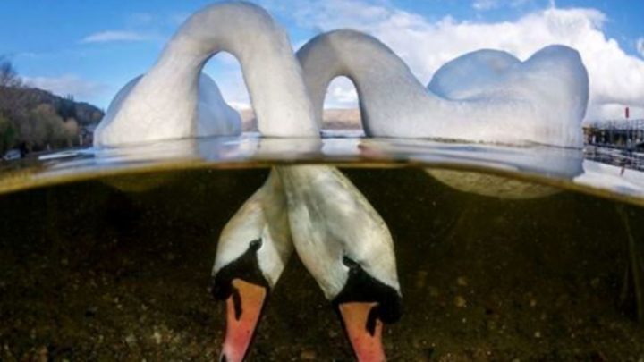 Лучшие подводные фотографии 2018 года