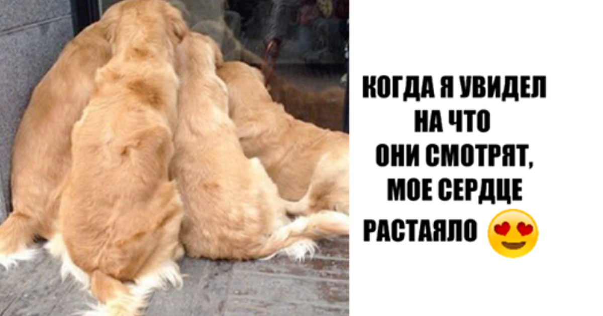 20 фото доказывающих, что Ретриверы лучшие псы на свете 20 фото доказывающих, что Ретриверы лучшие псы на свете