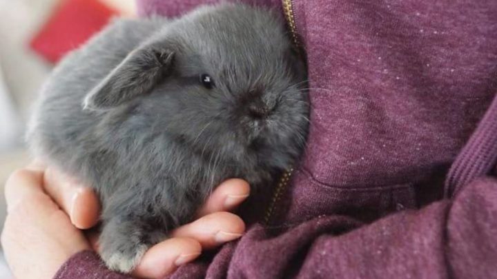 Полные милоты и очарования фотографии прелестных крольчат