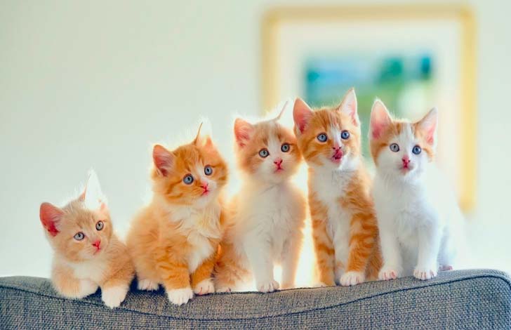 14 святых обязанностей каждого порядочного кота