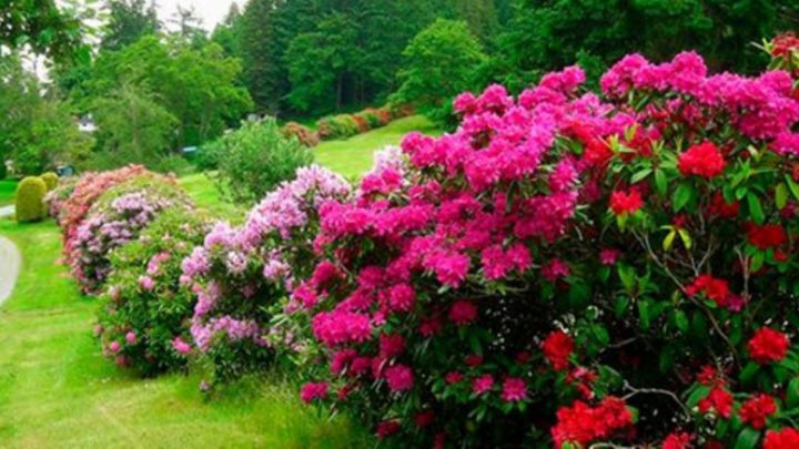 27 цветущих кустарников, которые преобразят ваш сад.